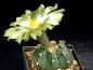 Preview: Plant with flower